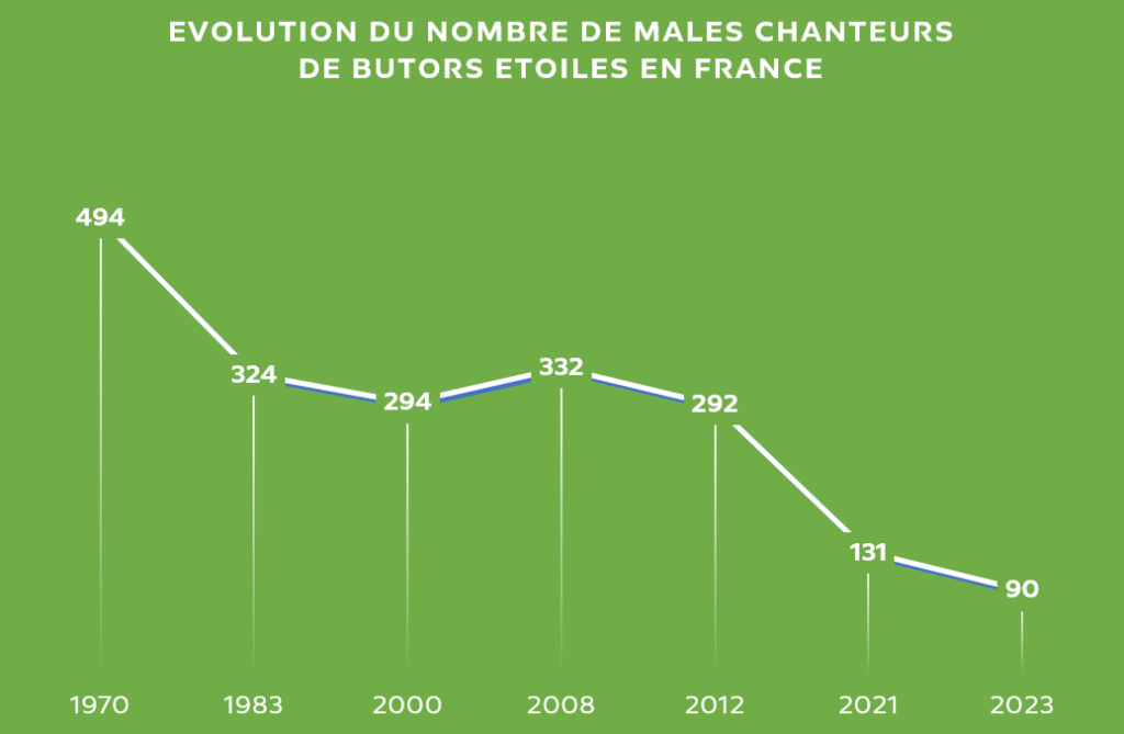 Evolution du nombre de mâles chanteurs de butors en France