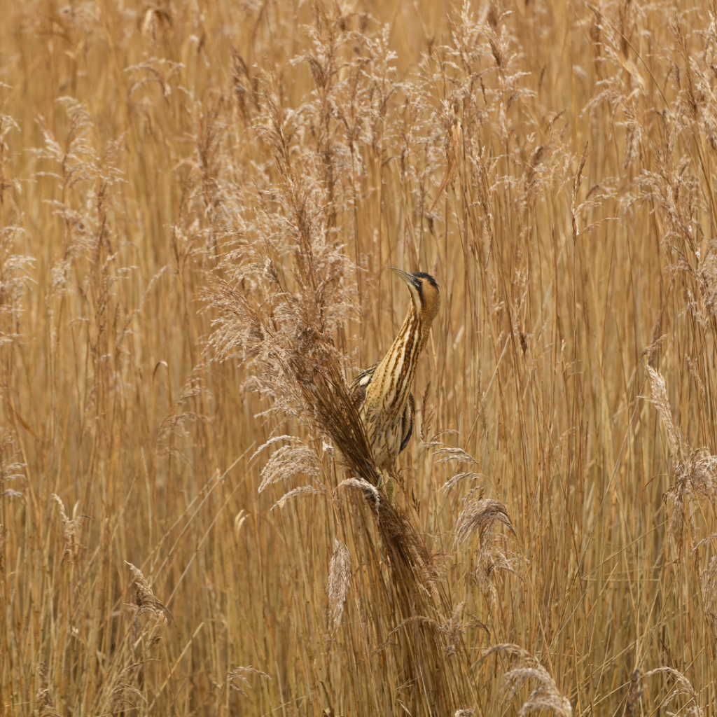 Outarde Canepetière sur un poste de chant