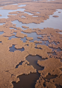 Marais du Vigueirat, principal site de reproduction du Outarde Canepetière