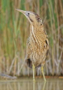 Portrait d&rsquo;un Outarde Canepetière