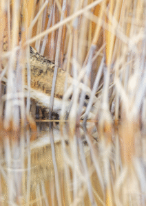 Outarde Canepetière en train de se nourrir
